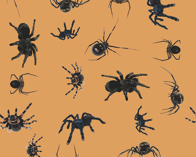 Little Johnny - Spiders Cotton *LAST CHANCE TO BUY*