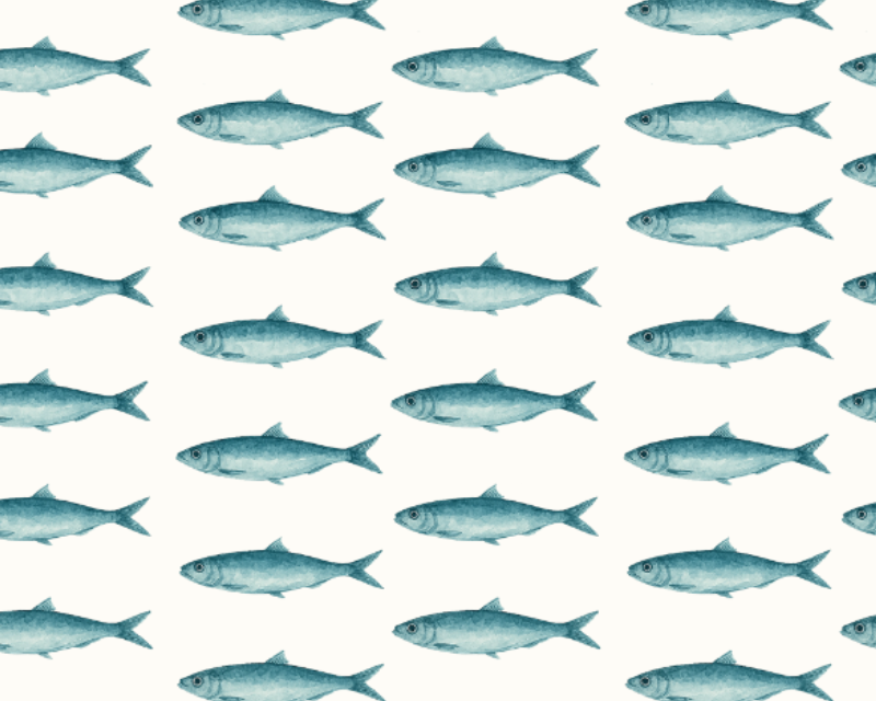 Mindy Cotton Coastal Catch