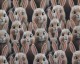 Little Johnny Digital Cotton Bunnies