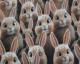 Little Johnny Digital Cotton Bunnies