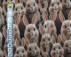 Little Johnny Digital Cotton Bunnies